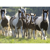 Семья лошадей