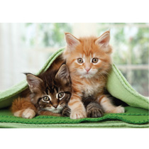 Котята в одеяле
