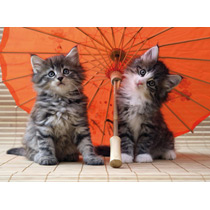 Котята под зонтом