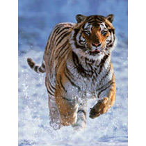 Тигр на снегу